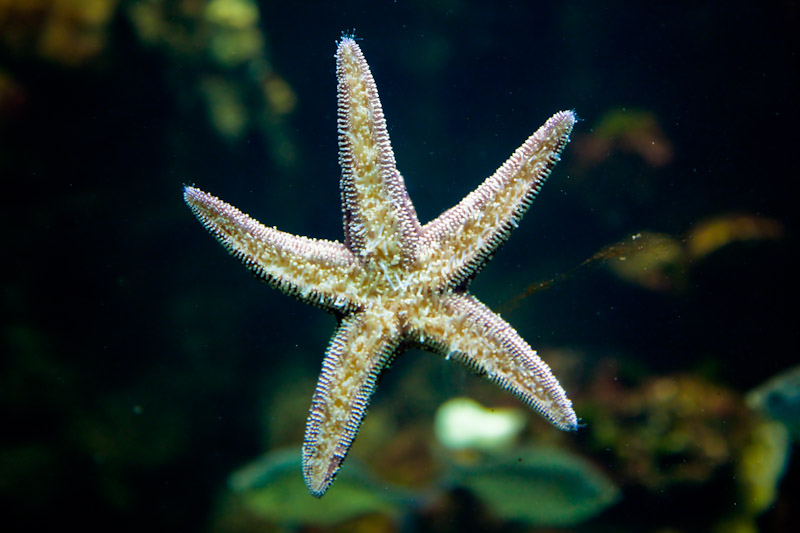 starfish at the academy of sciences