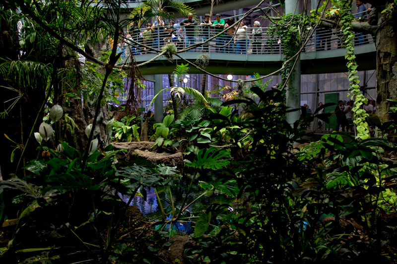 Jungle inside Academy of Sciences in Golden Gate Park, San Francisco