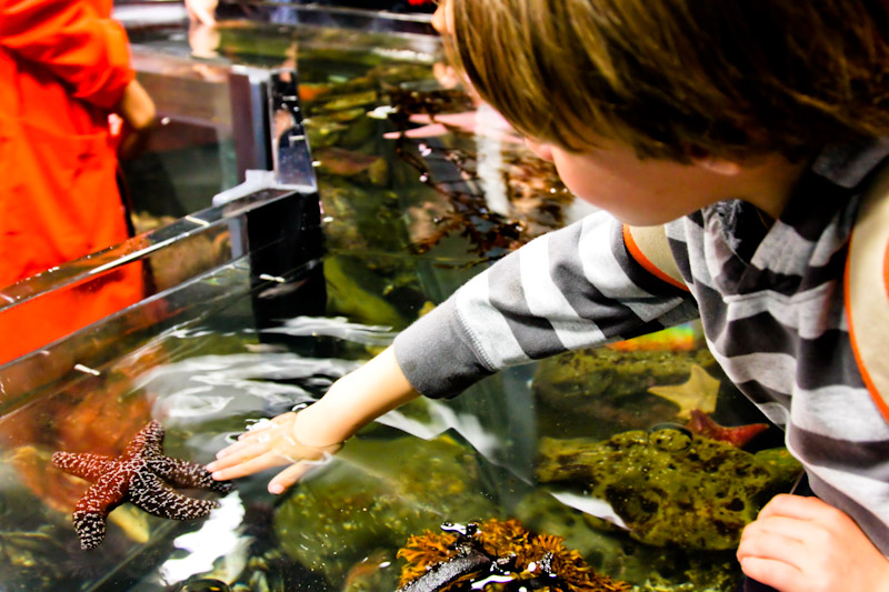 Petting starfish at the newly redesigned Academy of Sciences