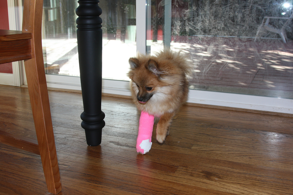 Pomeranian Broken Leg