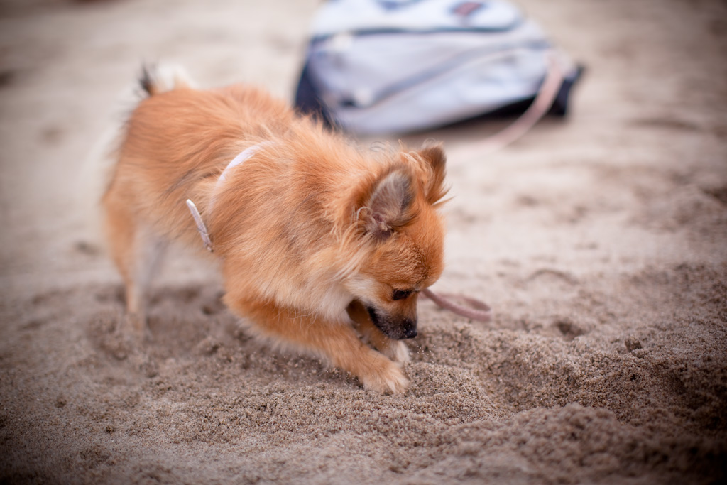 Twin Lakes State Beach, a dog friendly beach in Santa Cruz, California