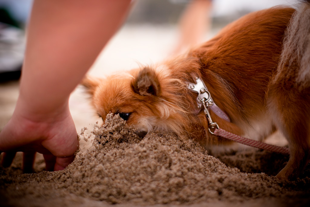 Twin Lakes State Beach, a dog friendly beach in Santa Cruz, California
