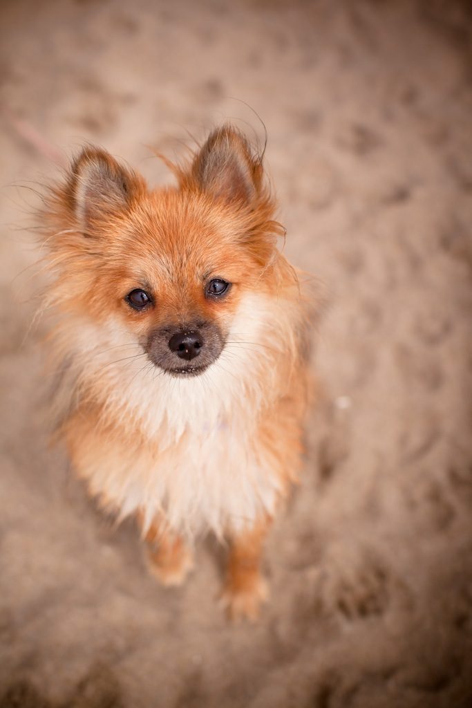 Dog friendly beach in Santa Cruz, California