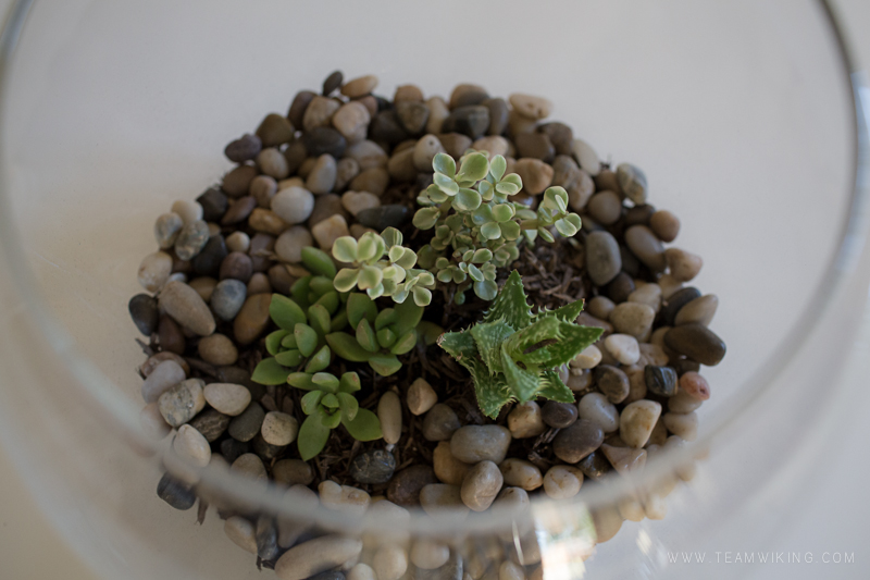 Make / Terrarium