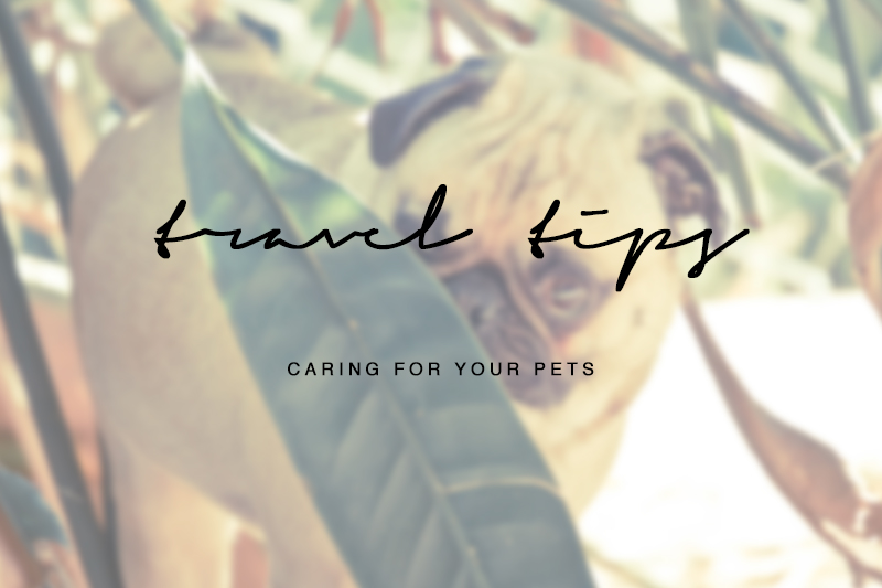 travel-tips-caring-for-your-pets