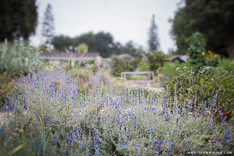 Elizabeth Gamble Garden in Palo Alto, California