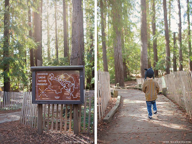 Little Explorer at Redwood Grove Nature Preserve in Los Altos, California