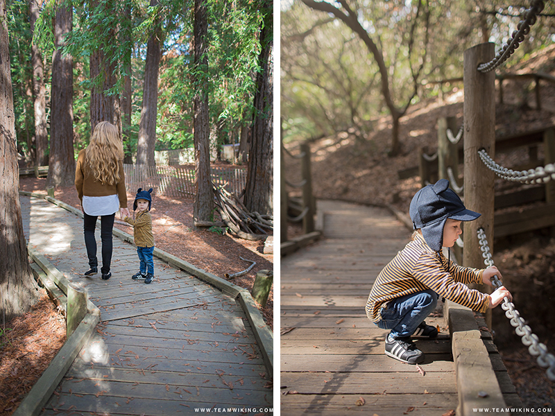 Little Explorer at Redwood Grove Nature Preserve in Los Altos, California