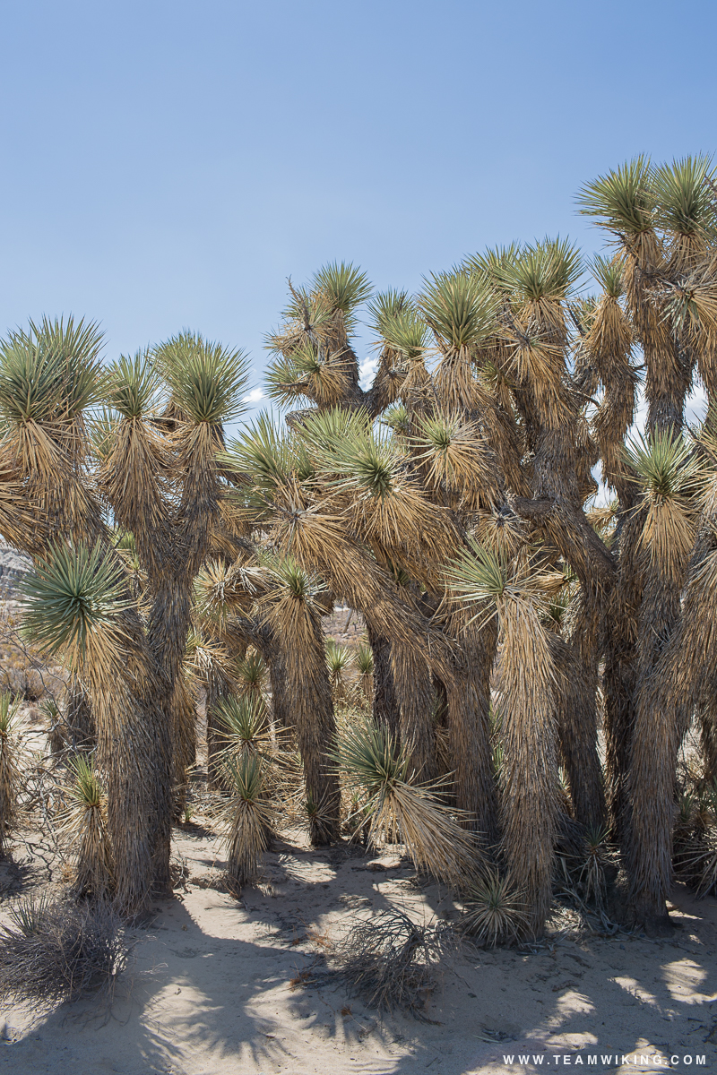Yucca Trees in Mojave Desert, California