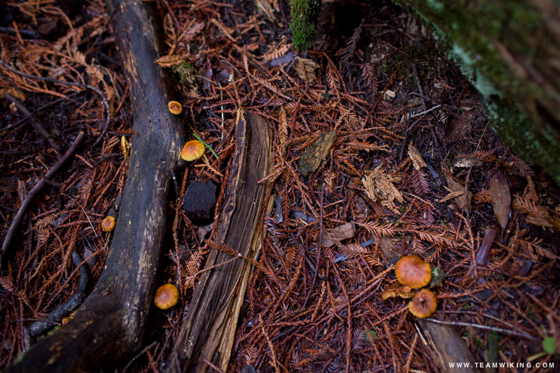Roys Redwoods in Marin