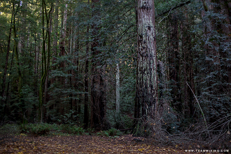 Roys Redwoods in Marin
