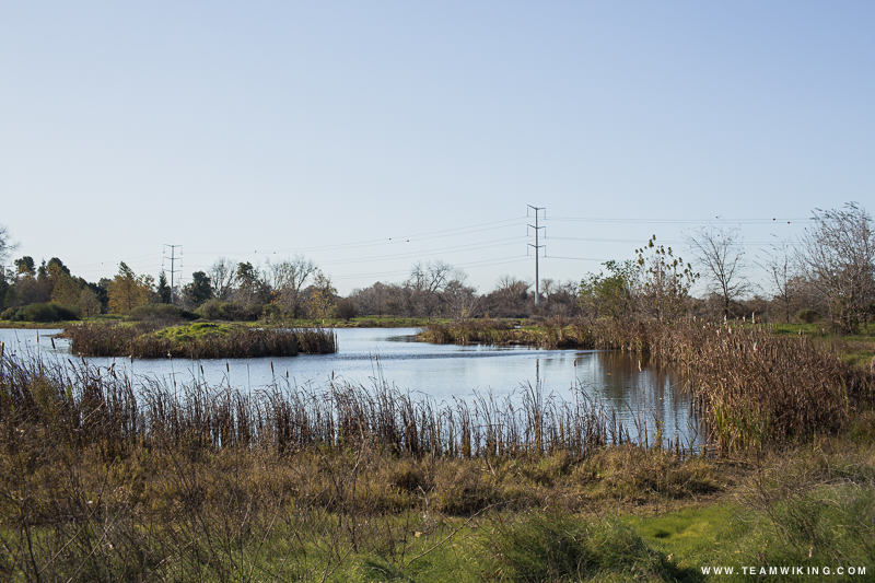 Pond in Modesto, California