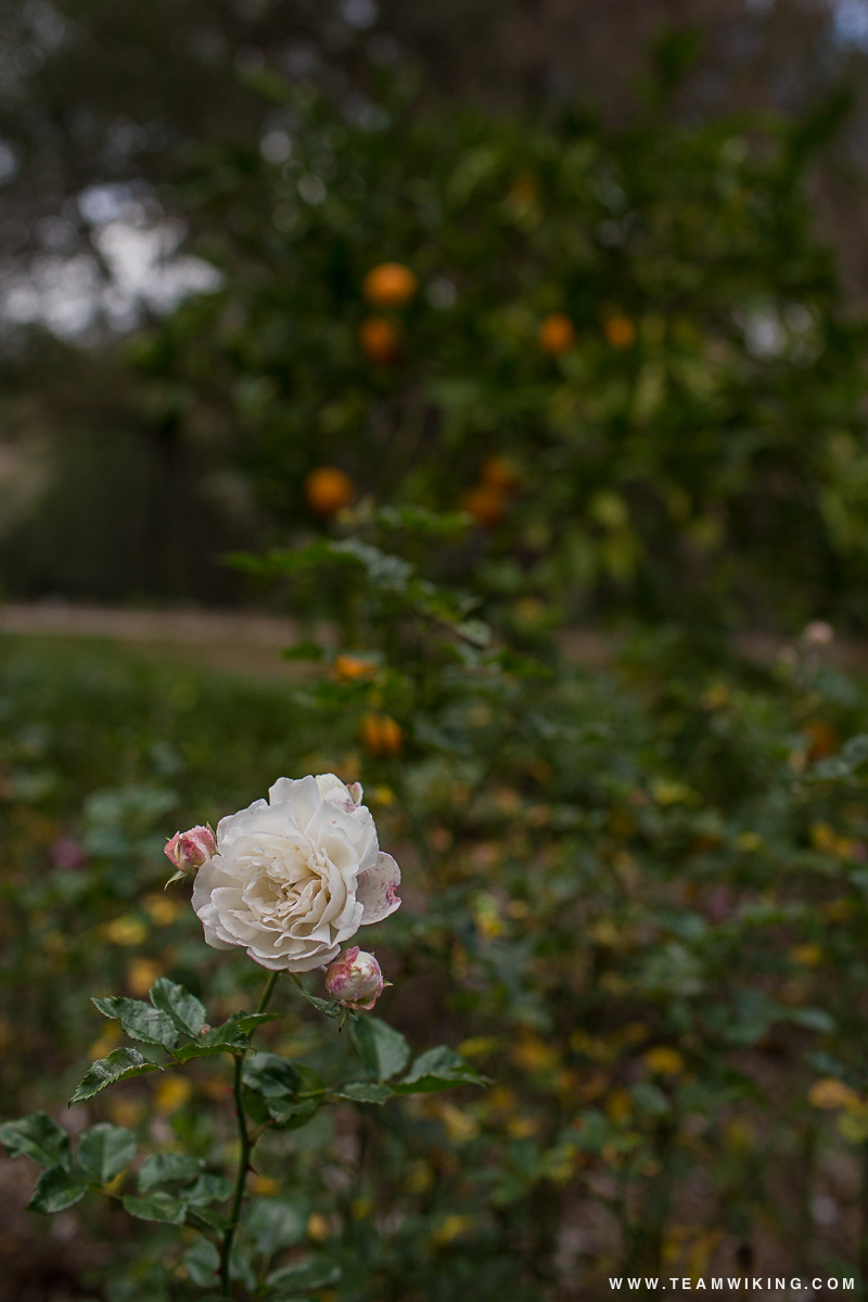 Italianate Garden at Villa Montalvo in Saratoga, California