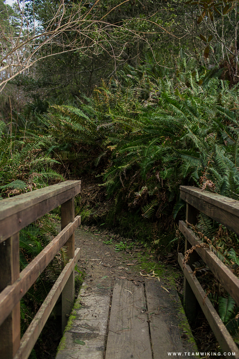 Fern Canyon Trail at Mendocino Coast Botanical Gardens in Mendocino, California