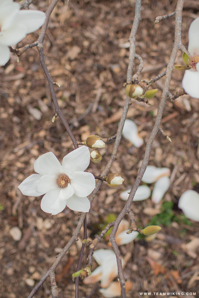 Chinese Magnolia at Mendocino Coast Botanical Gardens in Mendocino, California