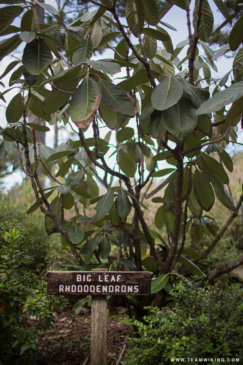 Rhododendrons at Mendocino Coast Botanical Gardens in Mendocino, California