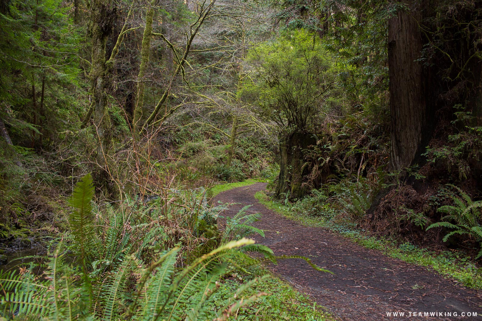 Fern Canyon Trail at Van Damme State Park near Mendocino, California