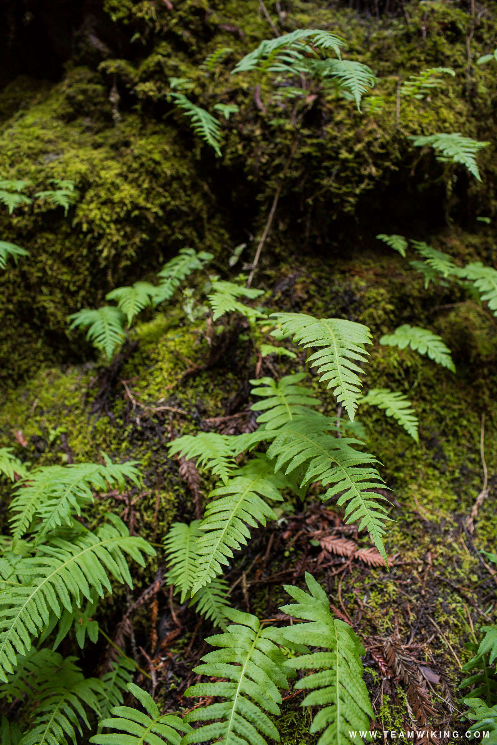 Fern Canyon Trail at Van Damme State Park near Mendocino, California