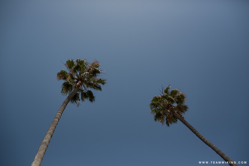 Palm Trees in Santa Barbara
