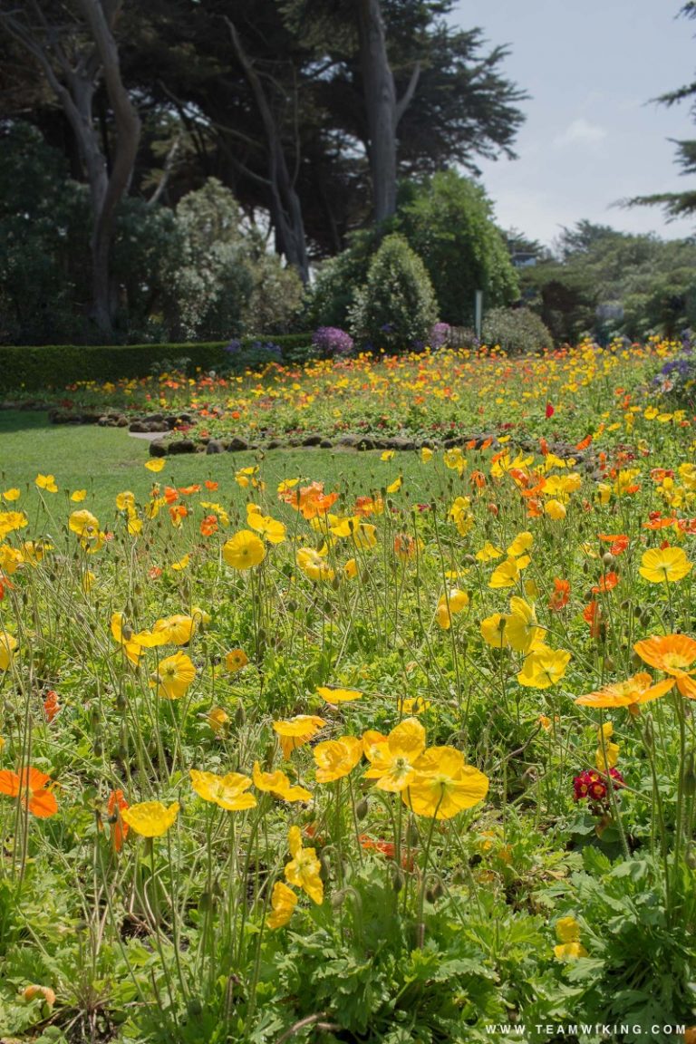 Queen Wilhelmina Tulip Garden in San Francisco, California