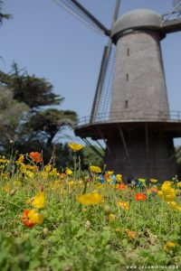 Queen Wilhelmina Tulip Garden in Golden Gate Park, San Francisco, CA