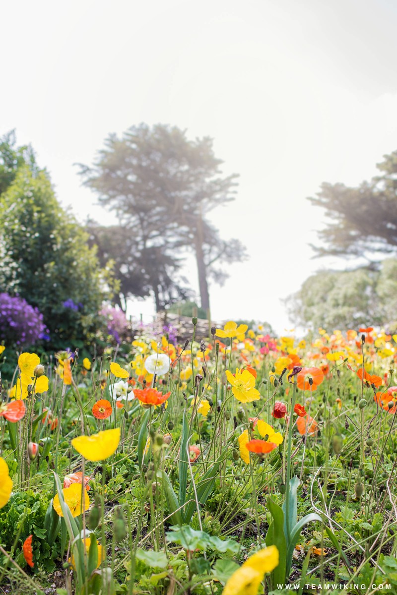 Queen Wilhelmina Tulip Garden in Golden Gate Park, San Francisco, CA