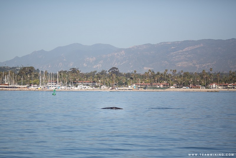Whale Watching in Santa Barbara