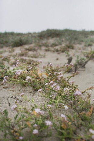 Flowers on sand dunes near Moss Landing, California