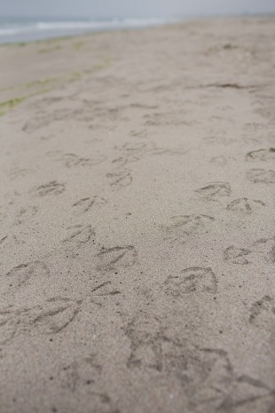 Bird tracks at Moss Landing State Beach