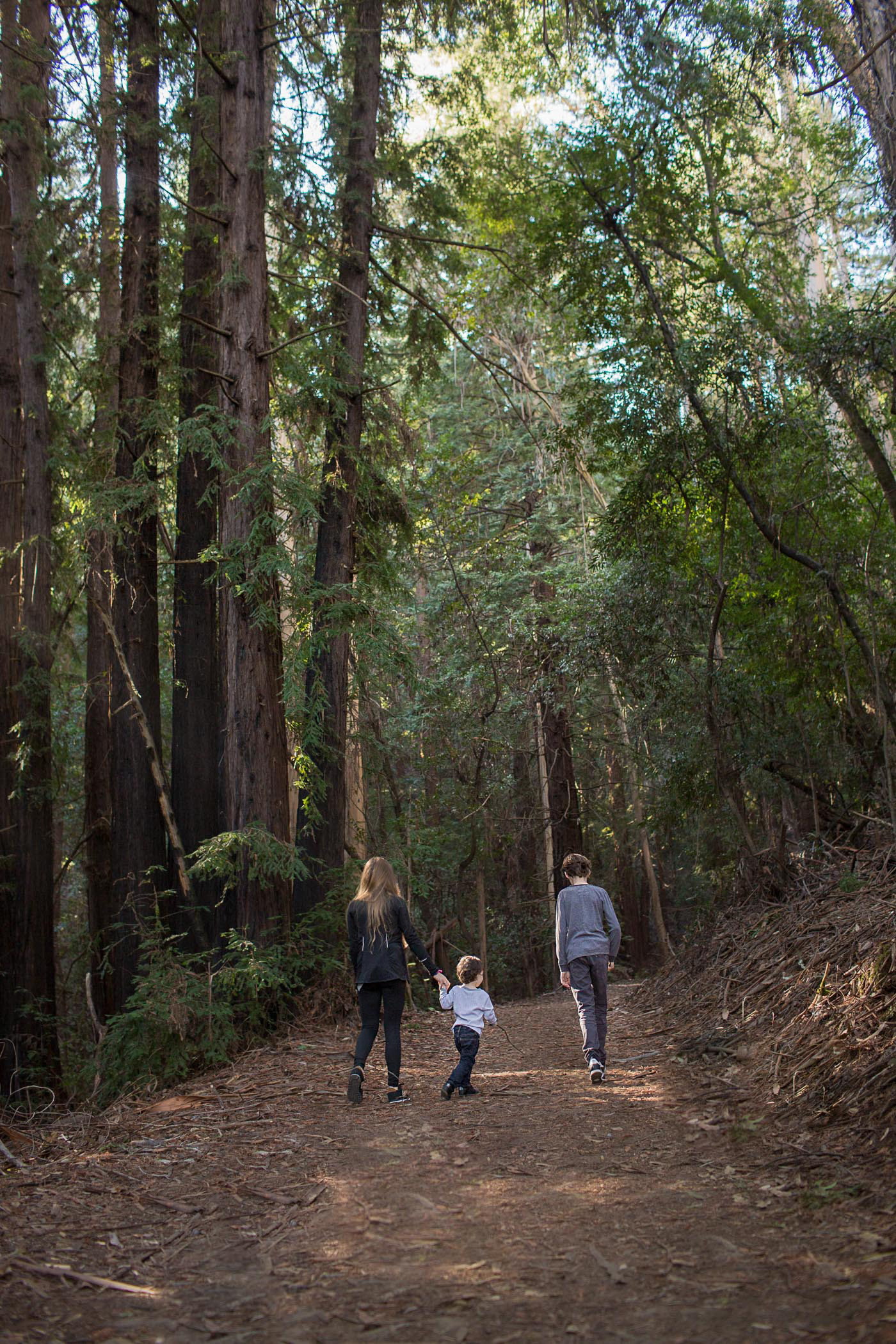 California Redwoods at Wunderlich Park