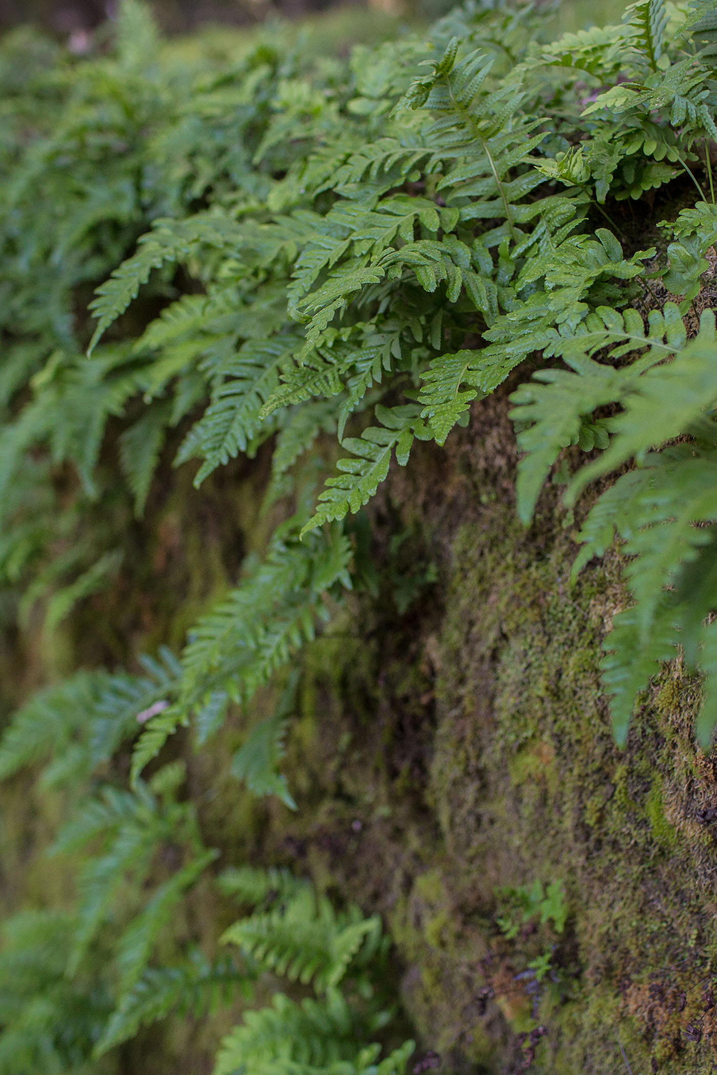 California Redwoods at Wunderlich Park