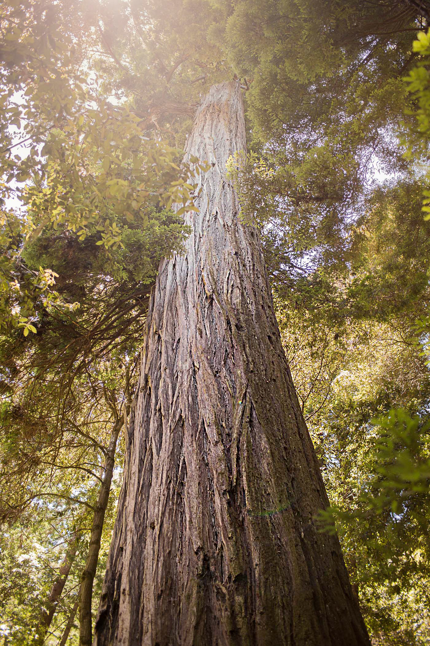 Forest of Nisene Marks Advocate Tree, 260 Feet Tall, over 1000 years old