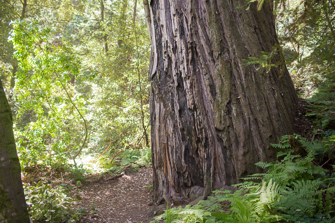 Forest of Nisene Marks Advocate Tree, 260 Feet Tall, over 1000 years old