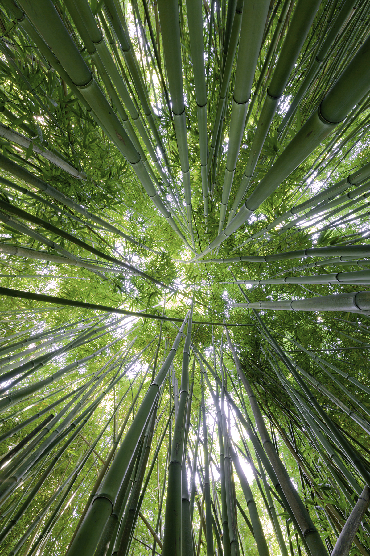 Bamboo Forest on Island of Maui Road to Hana