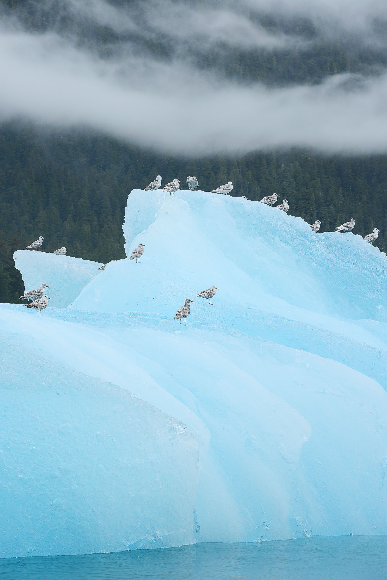 Birds enjoy an iceberg perch in Alaska