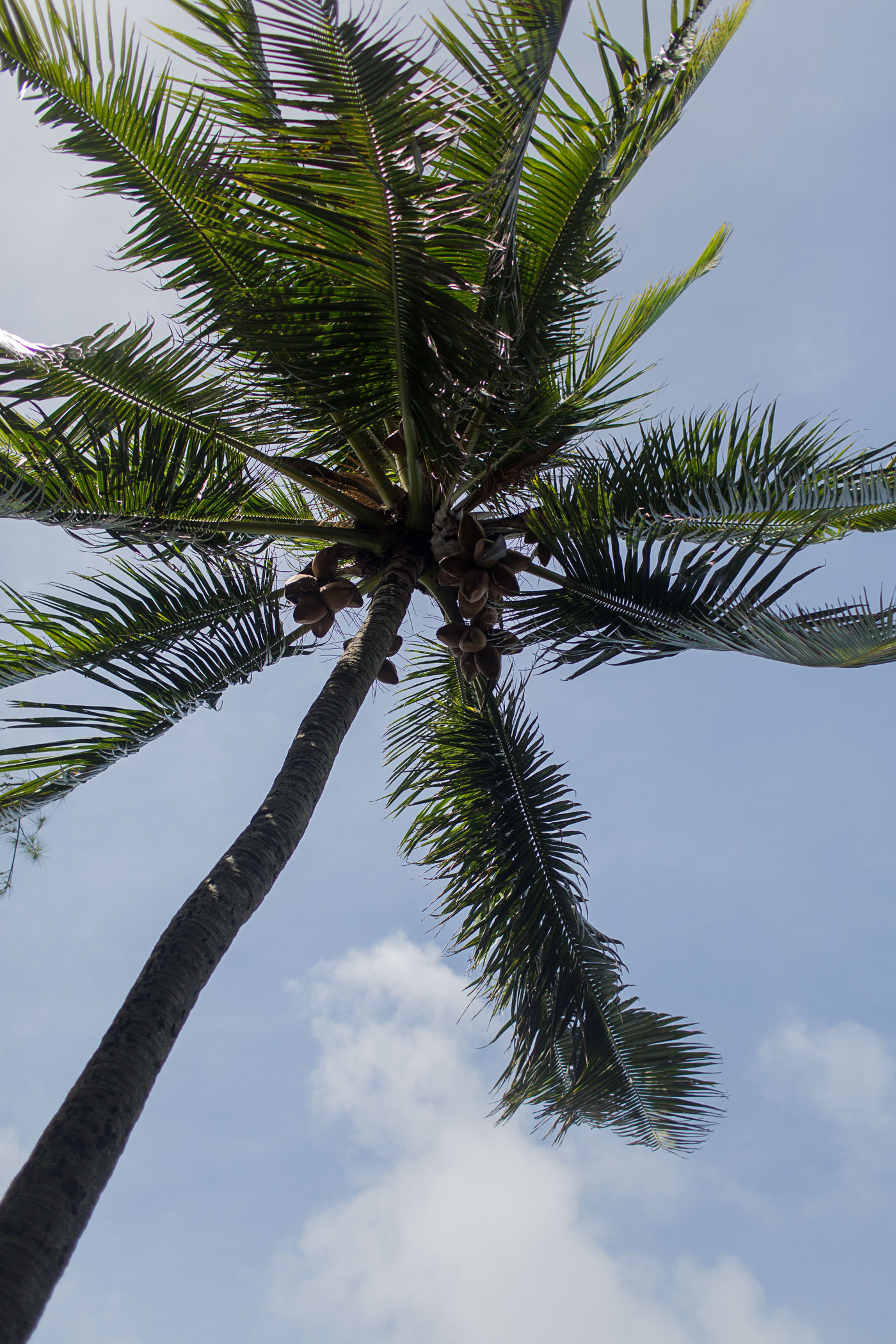 Coconut Tree in Hawaii