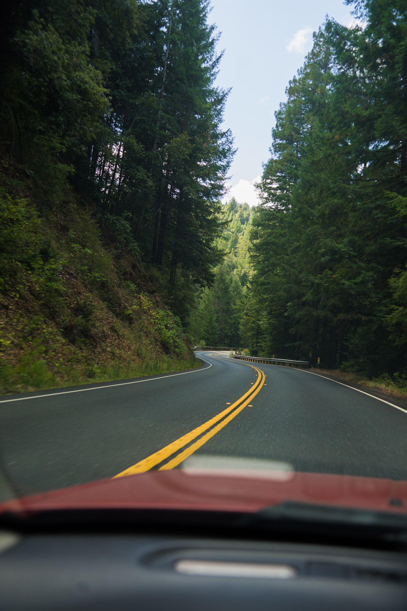Driving through California redwoods