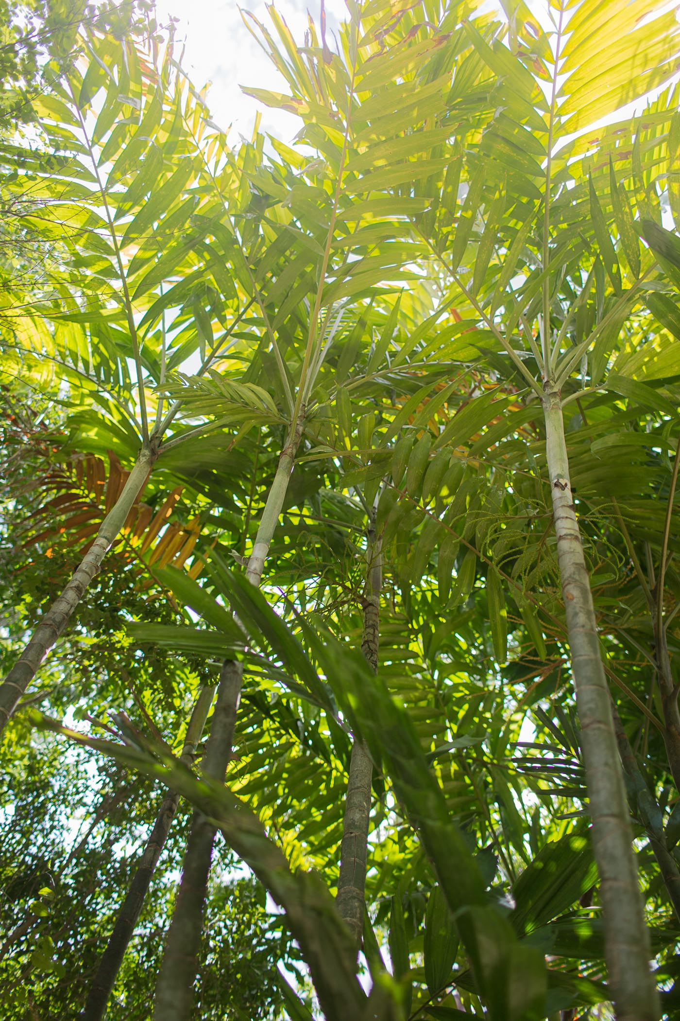 Palm garden in Grand Cayman