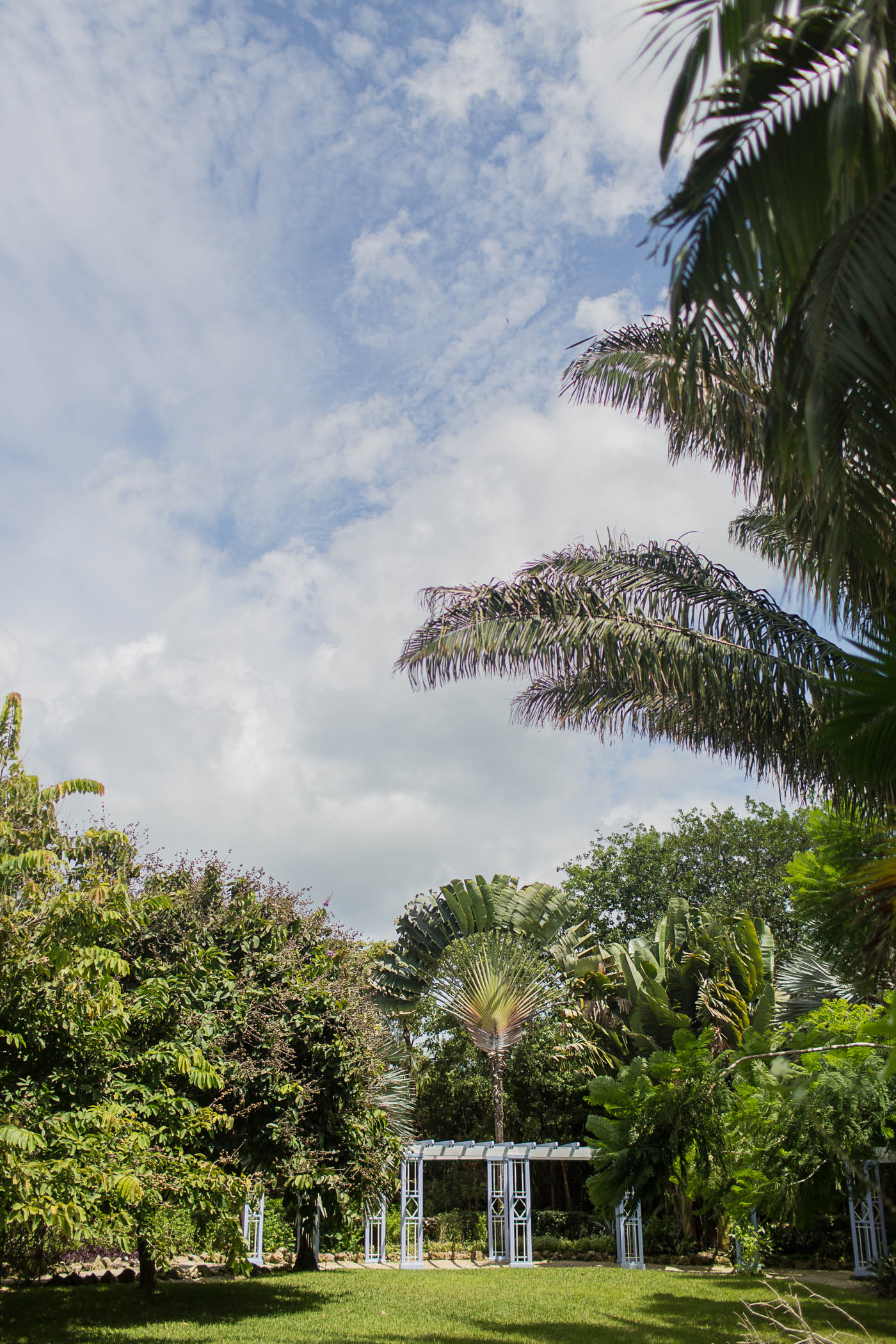 Palm garden in Grand Cayman