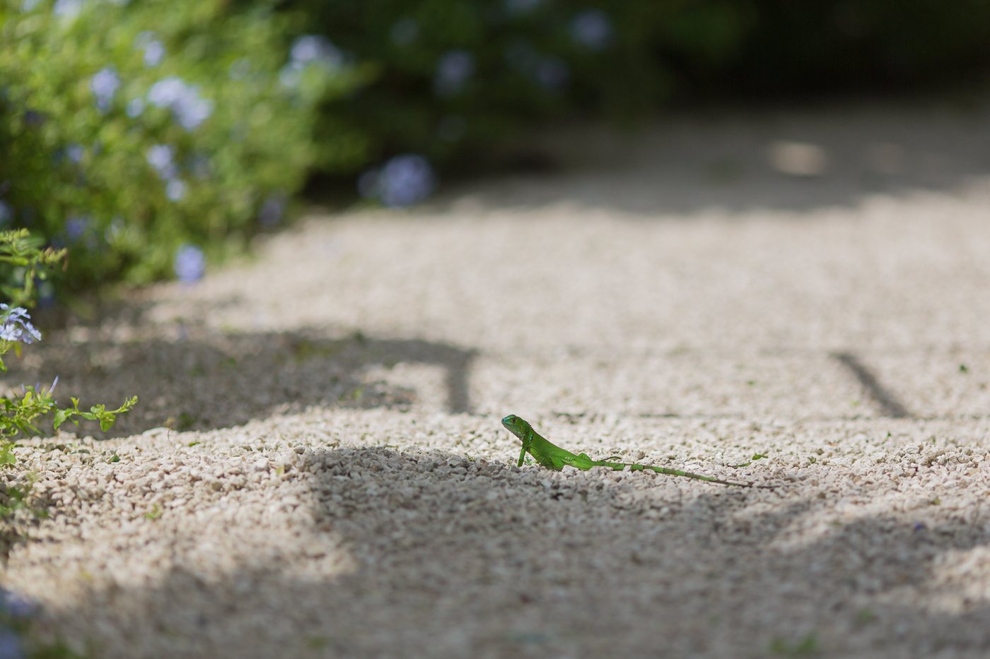 Baby green iguana on Grand Cayman Island. The species is considered invasive and is not native to the island.