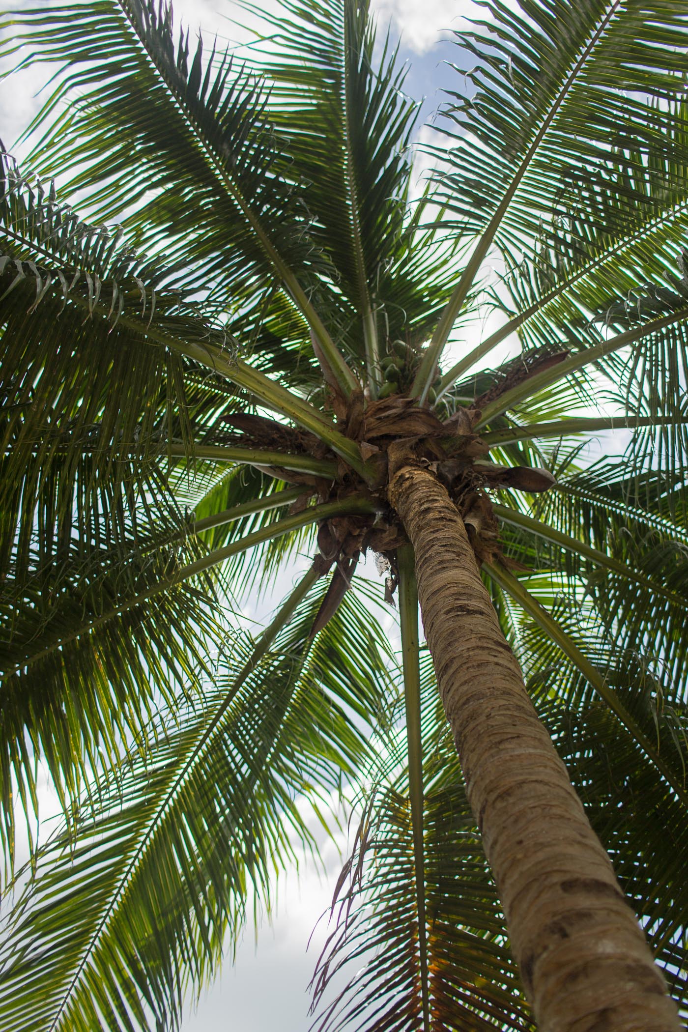 Palm tree in Grand Cayman