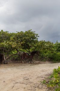 Horseback Riding on the beach in Grand Cayman