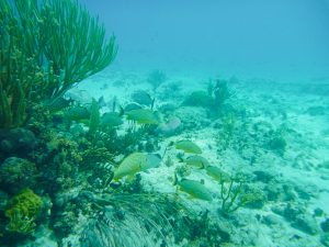 Snorkel Cayman Islands