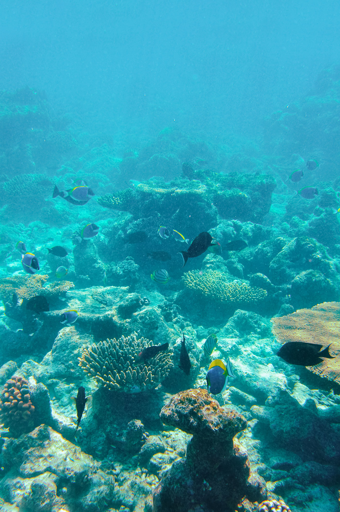 Snorkel Cayman Islands