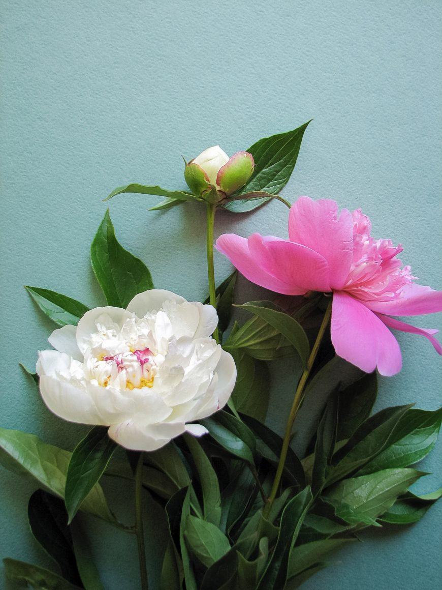 5 Tips To Photograph Flowers Hej Doll Simple modern living by
