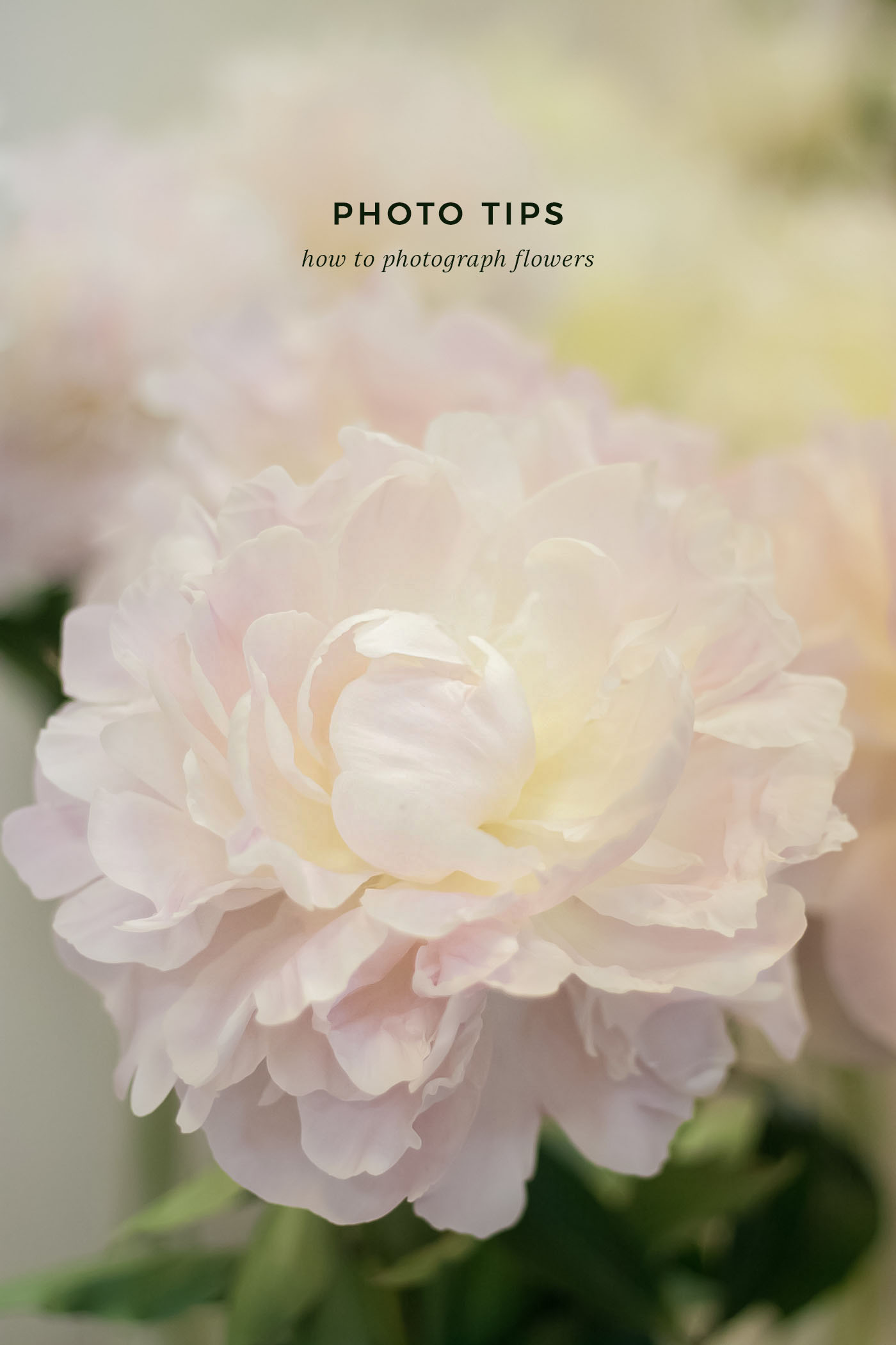 5 Tips to Photograph Flowers