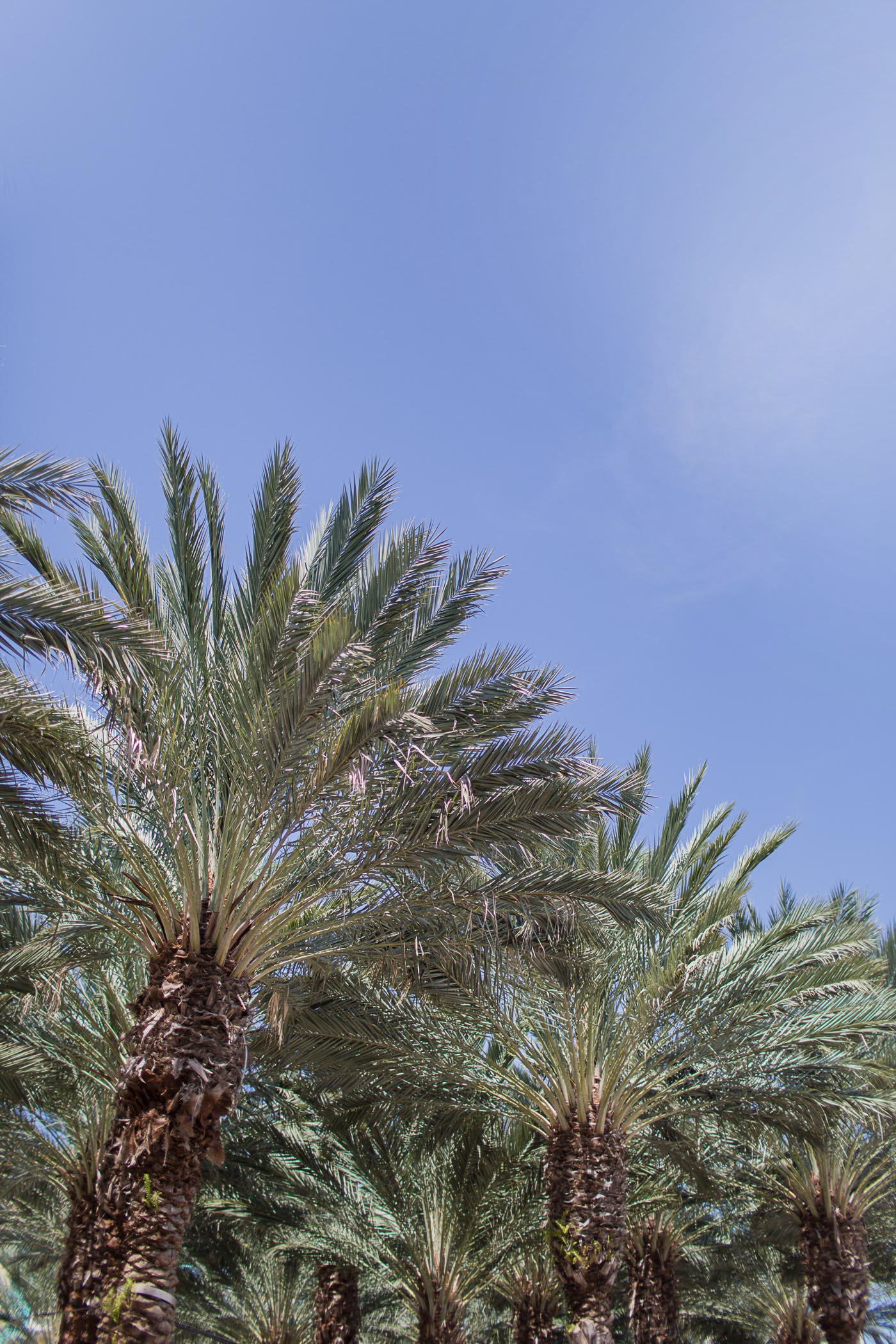 Silver palms in Camana Bay