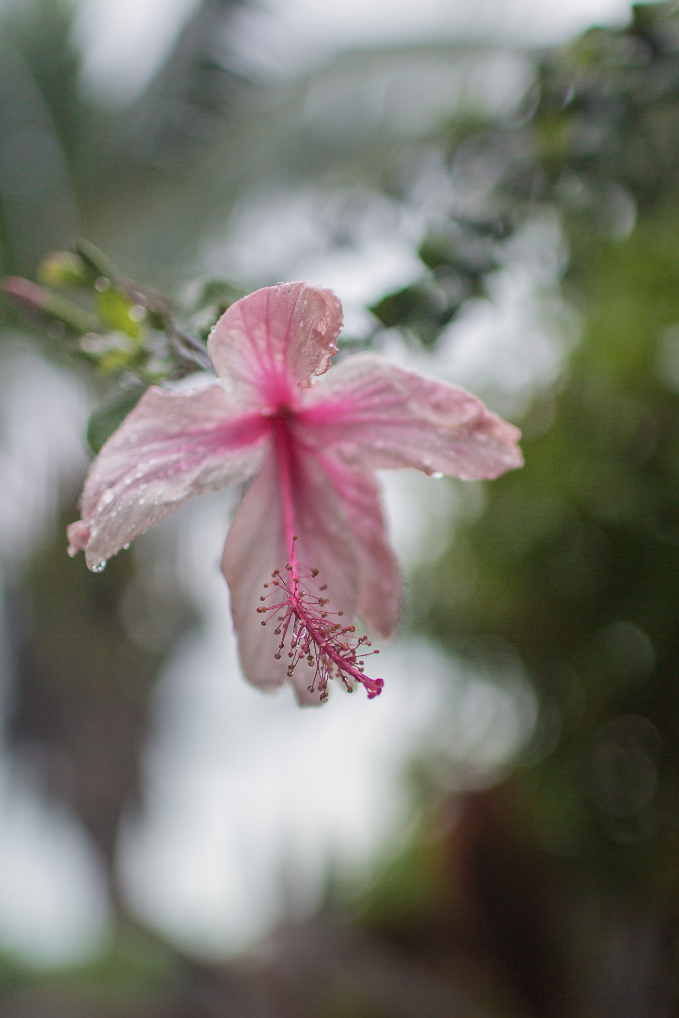 Rainy hibiscus