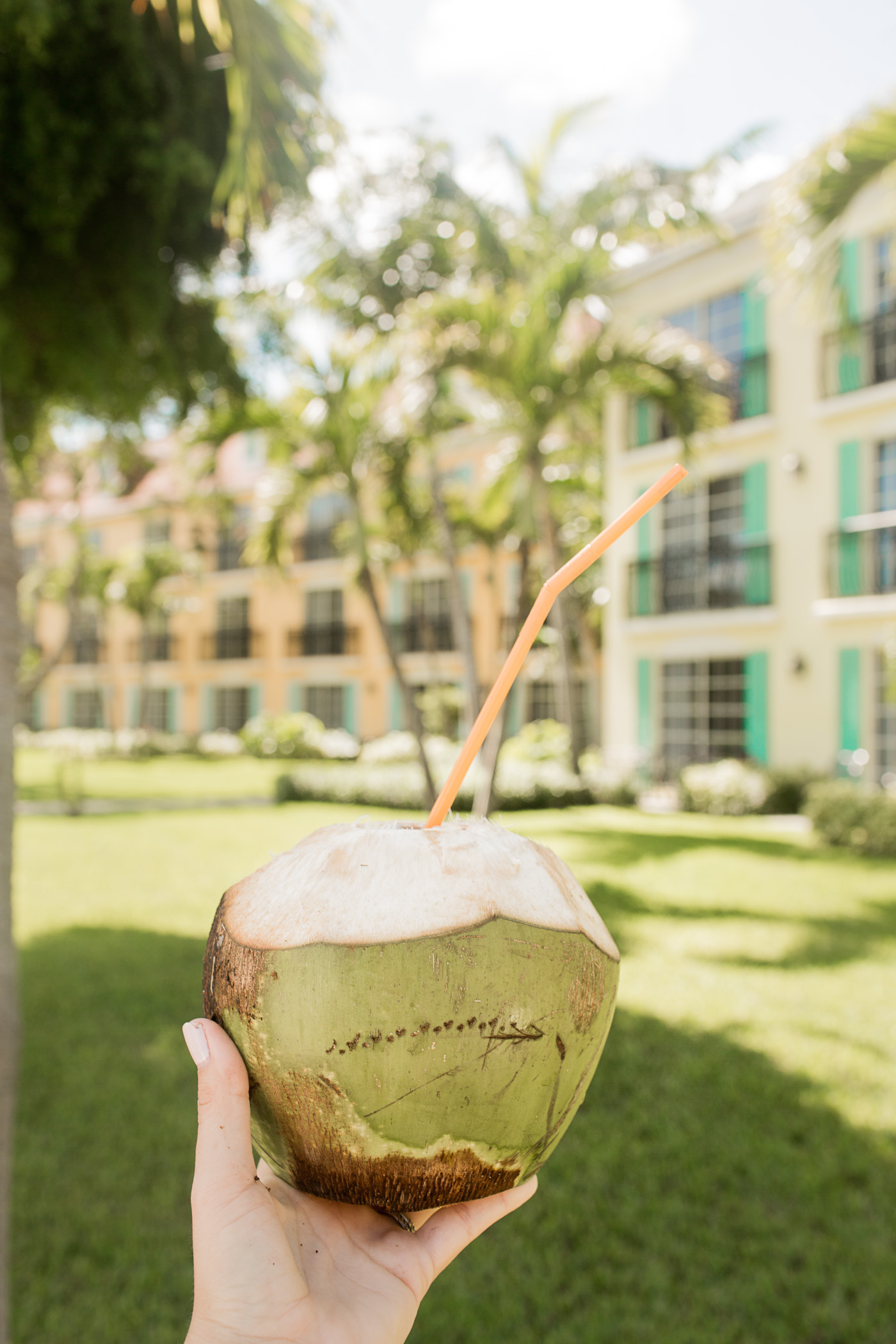 Enjoy a fresh young coconut in Turks and Caicos