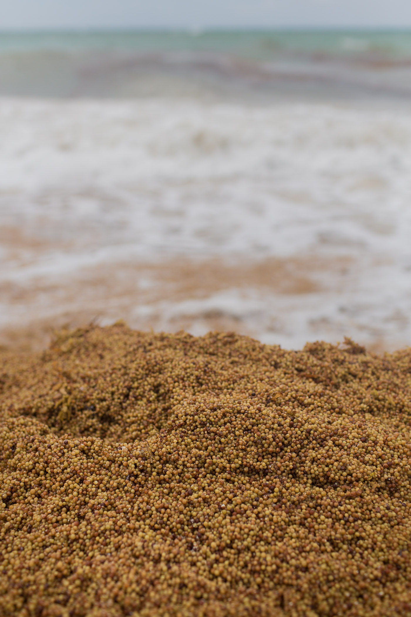 Seaweed washed ashore from Hurricane Joaquin in Grand Cayman